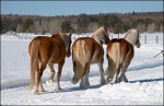 Horses in Winter Snow Pasture