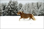 Belgian Horses Galloping in Winter Snow