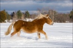 Belgian Horses Galloping in Winter Snow