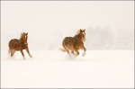 Belgian Horses Galloping in Winter Snow Storm
