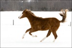  Young Horse Galloping Through Snow