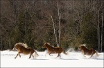 Three Galloping Belgian Horses Through The Snow 