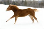 Chestnut Horse Galloping In Snow 