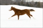 Chestnut Horse Galloping In Snow 