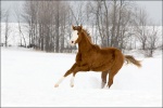 Chestnut Horse Galloping Through Snow 