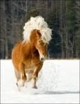 Belgian Horse Galloping Through The Snow 