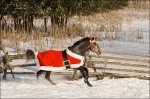 Horse in Santa Suit Costume 