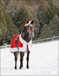 Horse in Santa Suit 