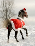 Horse in Santa Suit Costume 