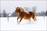 Belgian Horse Galloping in Snow 