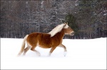 Belgian Horse Galloping in Snow 