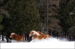 Belgian Horses Galloping in Snow 