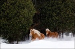 Belgian Horses Galloping in Snow 