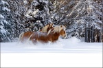 Belgian Horses Galloping in Deep Snow 