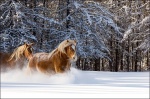 Belgian Horses Galloping in Deep Snow 