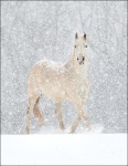 Gray Horse in a Snowstorm 